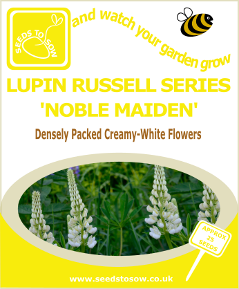 Lupin - Russell Series 'Noble Maiden' - Seeds to Sow Limited