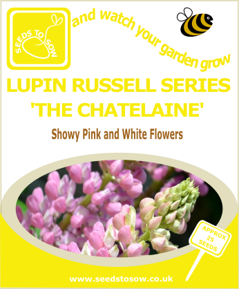 Lupin - Russell Series 'The Chatelaine' - Seeds to Sow Limited
