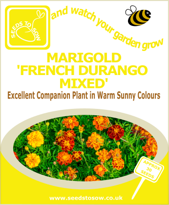 Marigold - French Durango Mixed - Seeds to Sow Limited