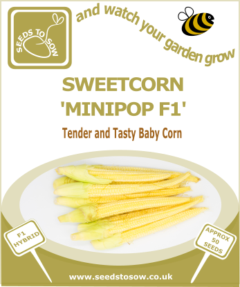 Sweetcorn Minipop F1 - Seeds to Sow Limited