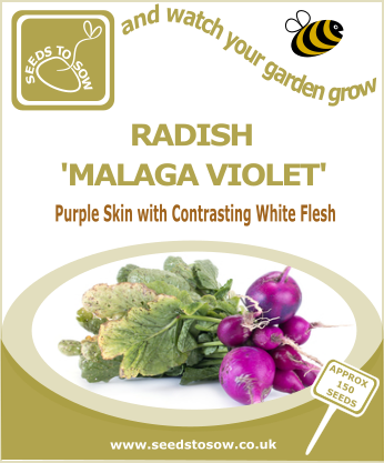 Radish Malaga Violet - Seeds to Sow Limited