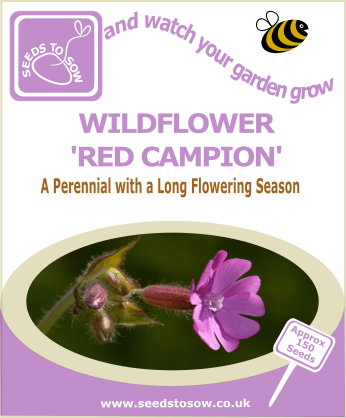Wildflower - Red Campion - Seeds to Sow Limited