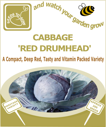 Cabbage Red Drumhead - Seeds to Sow Limited