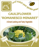 Cauliflower Romanesco Minaret - Seeds to Sow Limited
