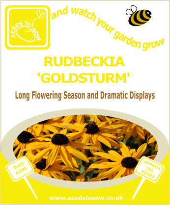 Rudbeckia - Goldsturm - Seeds to Sow Limited