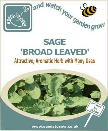 Sage - Broad Leaved - Seeds to Sow Limited