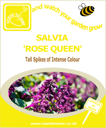 Salvia - Rose Queen - Seeds to Sow Limited