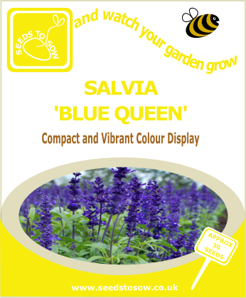 Salvia - Blue Queen - Seeds to Sow Limited