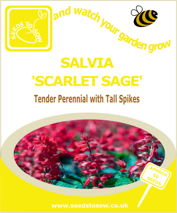 Salvia - Scarlet Sage - Seeds to Sow Limited