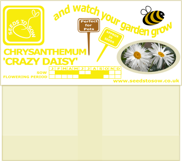 Chrysanthemum - Crazy Daisy - Seeds to Sow Limited