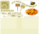 Pumpkin Jill Be Little - Seeds to Sow Limited