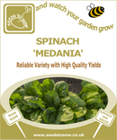 Spinach  Medania - Seeds to Sow Limited