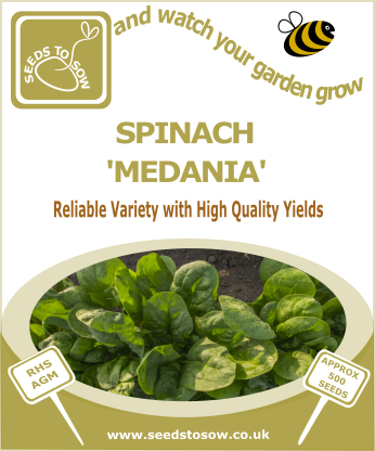 Spinach  Medania - Seeds to Sow Limited