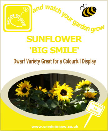Sunflower - Big Smile - Seeds to Sow Limited