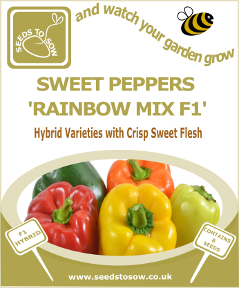 Harvesting Sweet Peppers A Closer Look At Sweet Pepper Breeding And