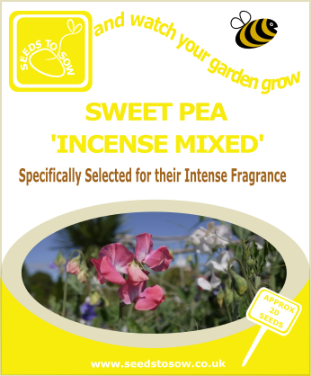 Sweet Pea - Incense Mixed - Seeds to Sow Limited