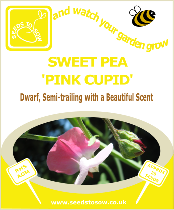 Sweet Pea - Pink Cupid - Seeds to Sow Limited