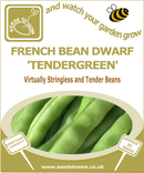 French Bean Dwarf Tendergreen - Seeds to Sow Limited