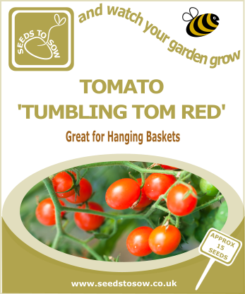 Tomato Tumbling Tom Red - Seeds to Sow Limited