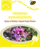 Seed Box - Perennial Flower Seed Collection - Seeds to Sow Limited
