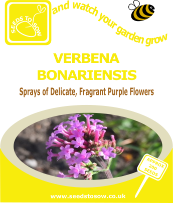 Verbena bonariensis - Seeds to Sow Limited