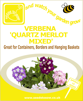 Verbena - Quartz Merlot Mixed - Seeds to Sow Limited
