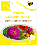 Zinnia - Lilliput Mixed - Seeds to Sow Limited