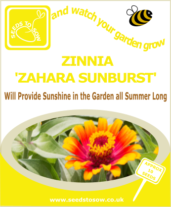 Zinnia - Zahara Sunburst - Seeds to Sow Limited