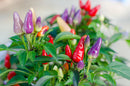 Chilli Bolivian Rainbow - Seeds to Sow Limited