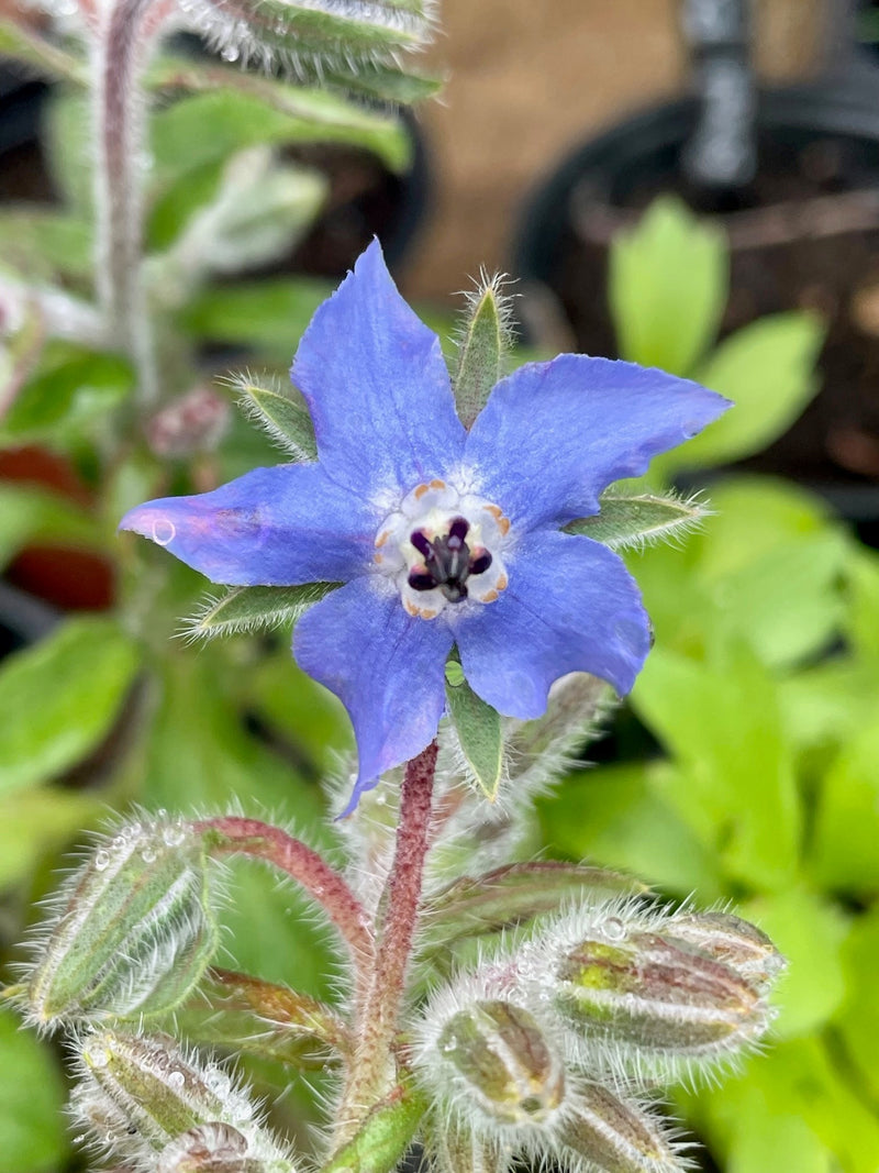 Borage seeds