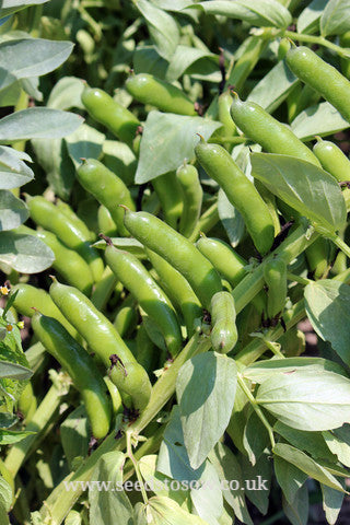 Broad Bean Sutton Dwarf - Seeds to Sow Limited