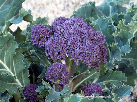 Broccoli Purple Sprouting Early - Seeds to Sow Limited