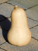 Squash Butternut Hunter F1 - Seeds to Sow Limited