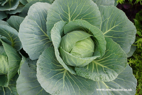 Cabbage Golden Acre Earliest of all - Seeds to Sow Limited