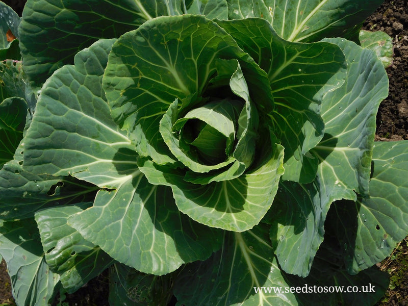 Cabbage Durham Early - Seeds to Sow Limited