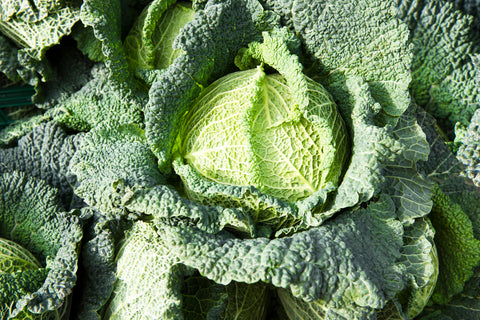 Cabbage Ormskirk - Seeds to Sow Limited