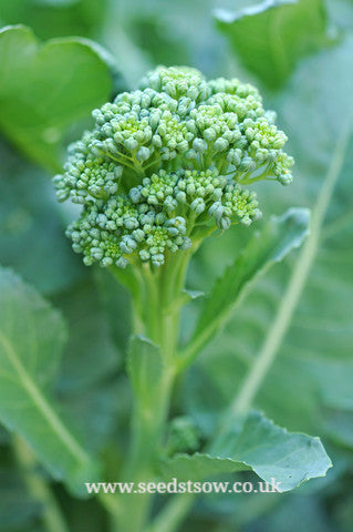 Calabrese Green Sprouting - Seeds to Sow Limited