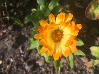 Calendula Oopsy Daisy - Seeds to Sow Limited