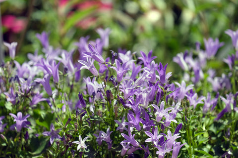 Campanula Poscharskyana Seeds