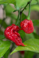 Chilli Carolina Reaper - Seeds to Sow Limited