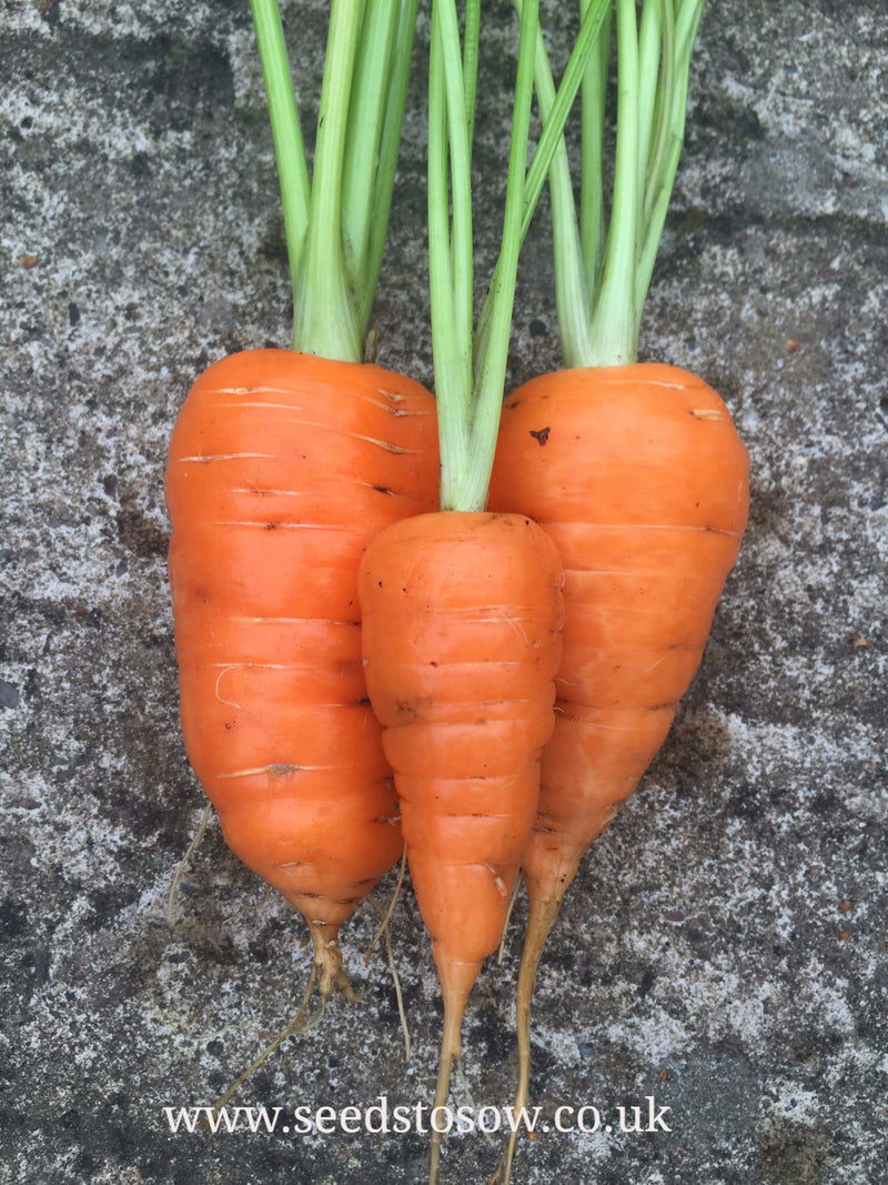 Carrot Chantenay 2 Red Cored - Seeds to Sow Limited