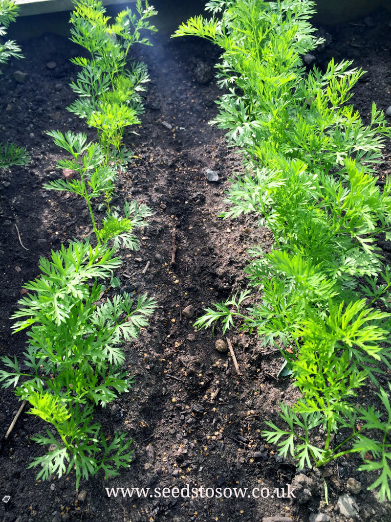 Carrot Early Nantes 2 - Seeds to Sow Limited