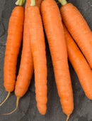 Carrot Flyaway F1 - Seeds to Sow Limited