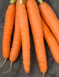 Carrot Flyaway F1 - Seeds to Sow Limited