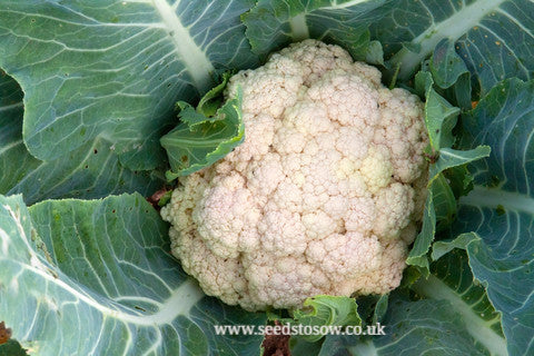 Cauliflower All Year Round - Seeds to Sow Limited