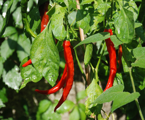 Chilli Cayenne Long Slim - Seeds to Sow Limited