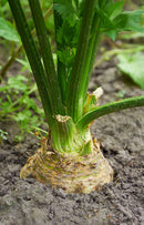 Celeriac Prinz - Seeds to Sow Limited