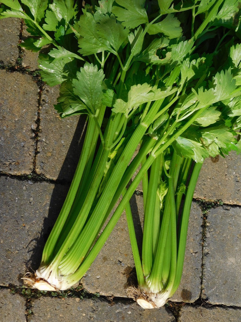 Celery Victoria F1 - Seeds to Sow Limited