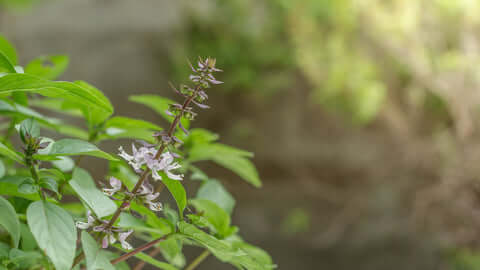 Basil Cinnamon seeds