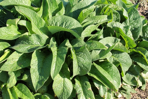 Comfrey seeds